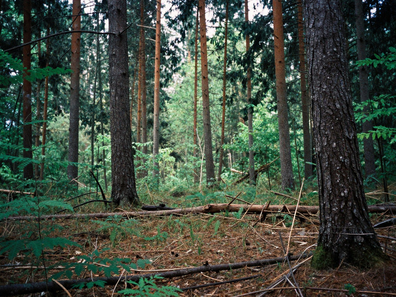Prodej lesních pozemků 12149 m2  v k. ú. Konojedy.